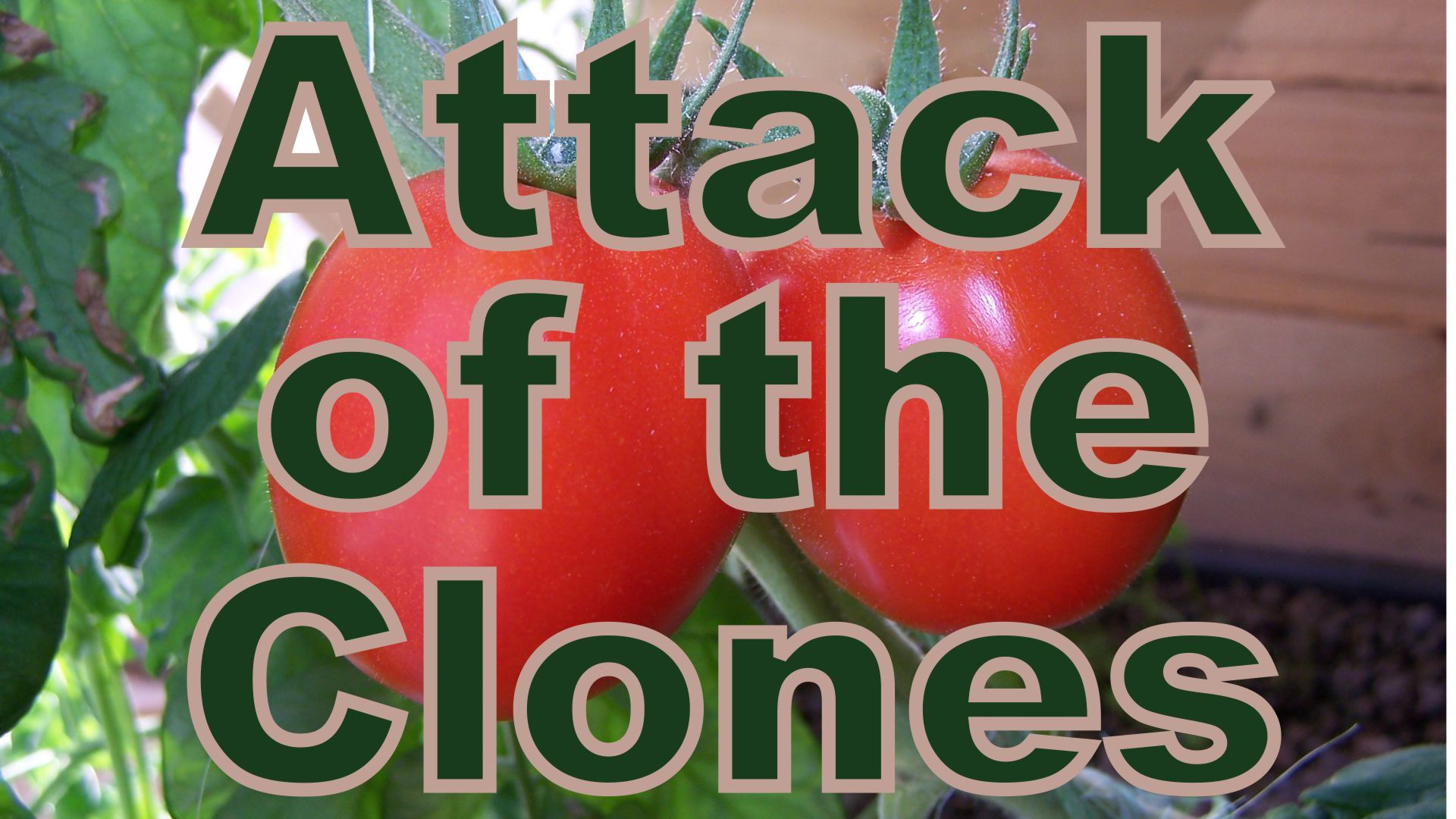 Cloning Tomatoes