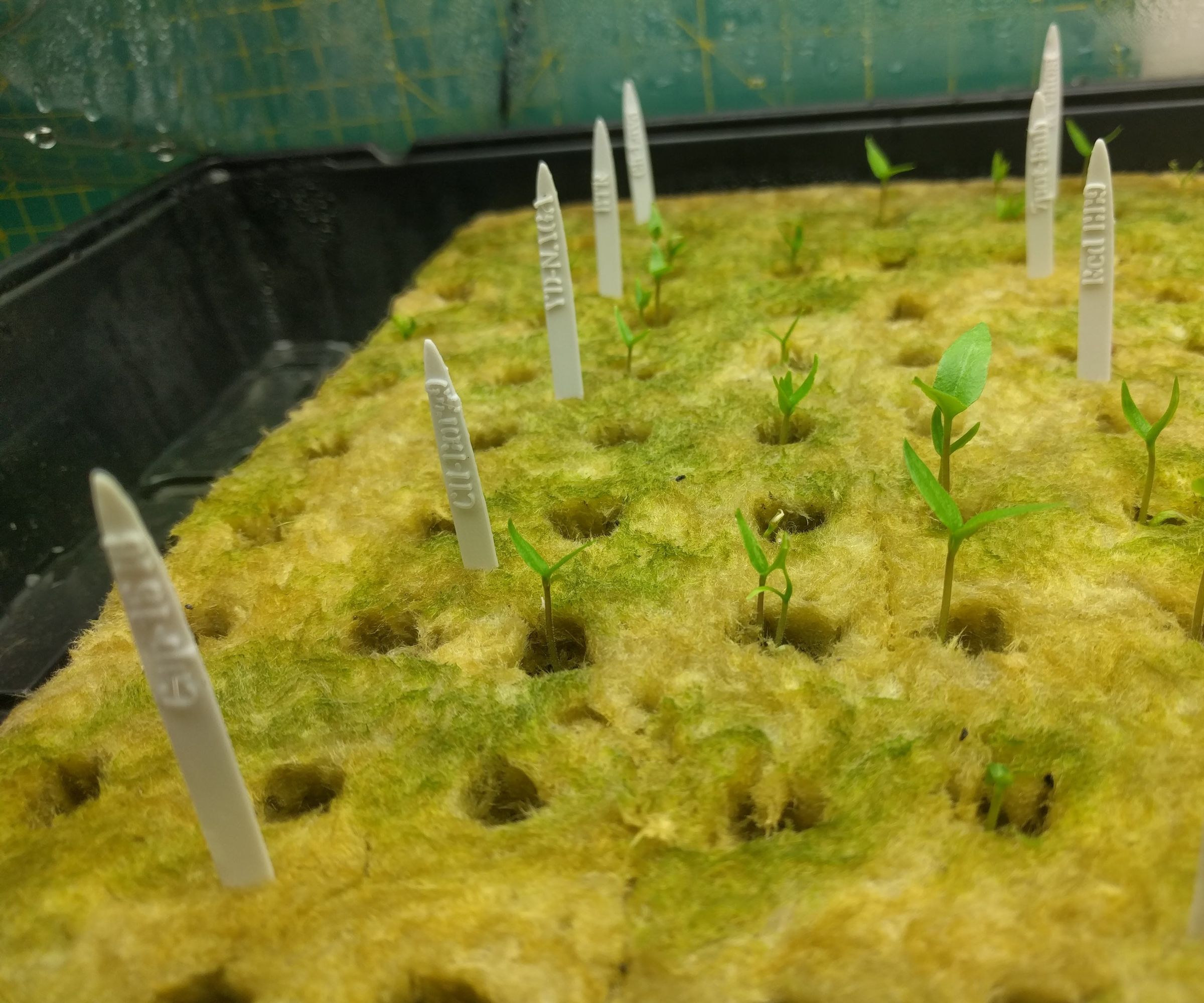 Hot Peppers!!! Custom Garden Name Stakes - TinkerCAD 