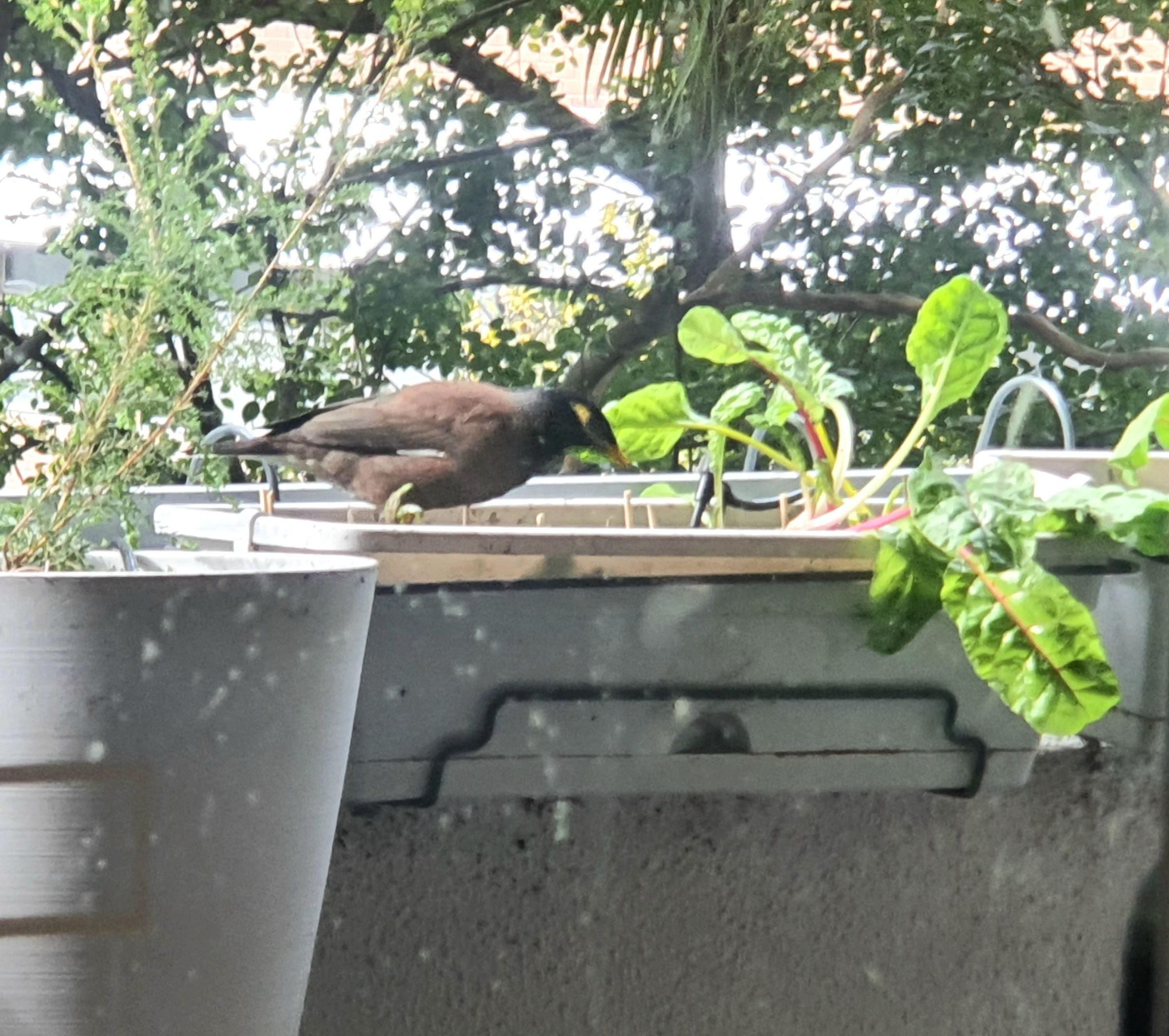 Indian Myna Bird Protection