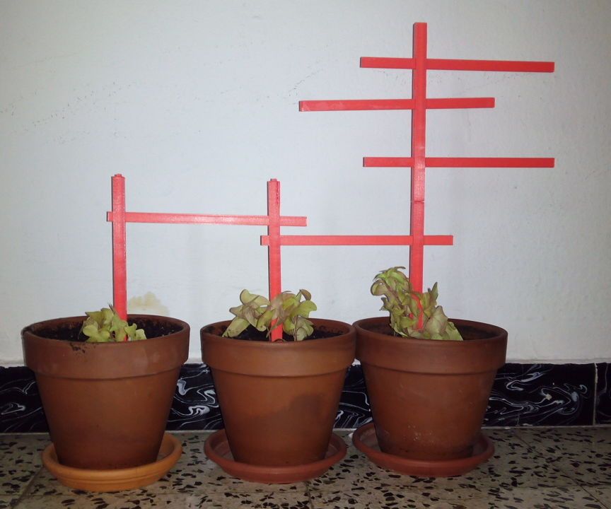 Climbing Plant Structure