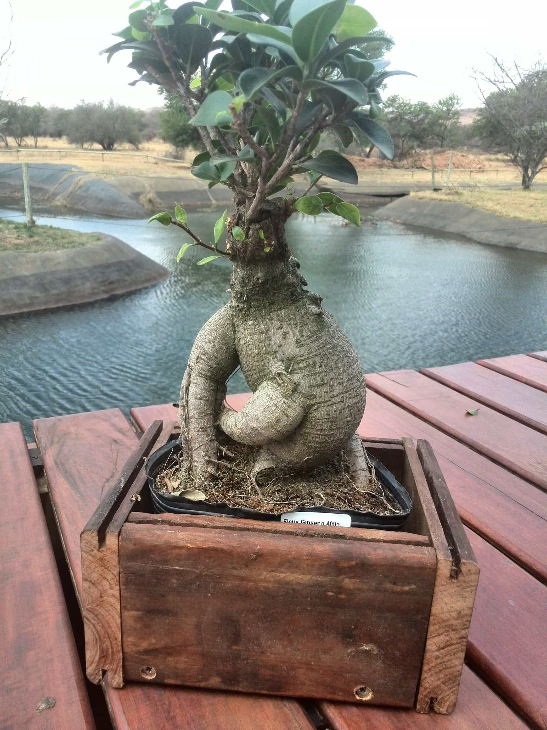 Bonsai Aquaponic 9 Steps Instructables
