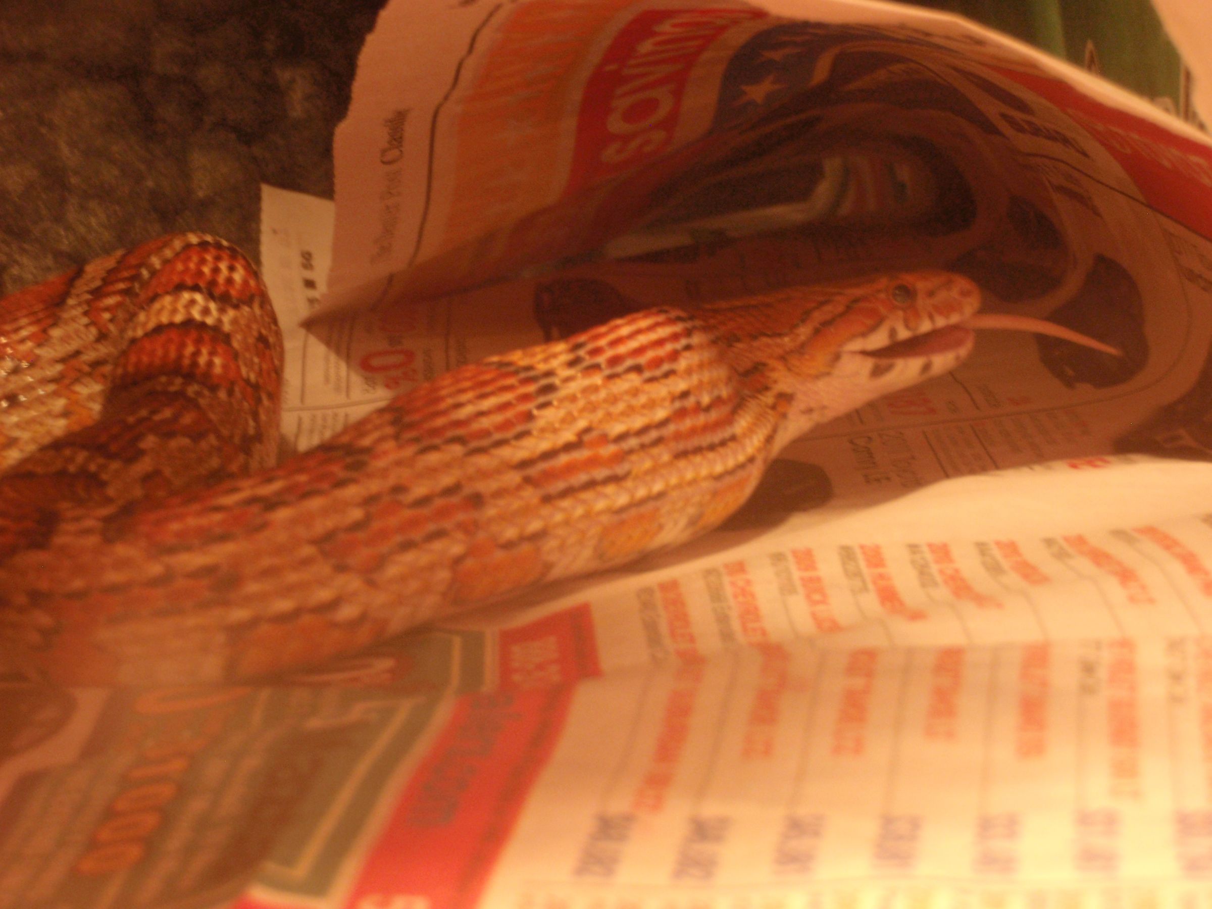 How to Feed a Corn Snake 3 Steps Instructables