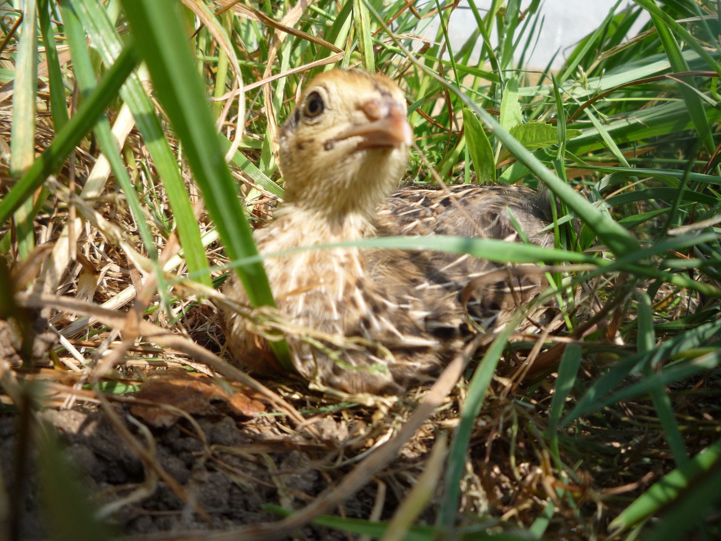 How to Raise Quail Organically - Comment Elever Les Cailles Bio - Como Criar Codornices Organico