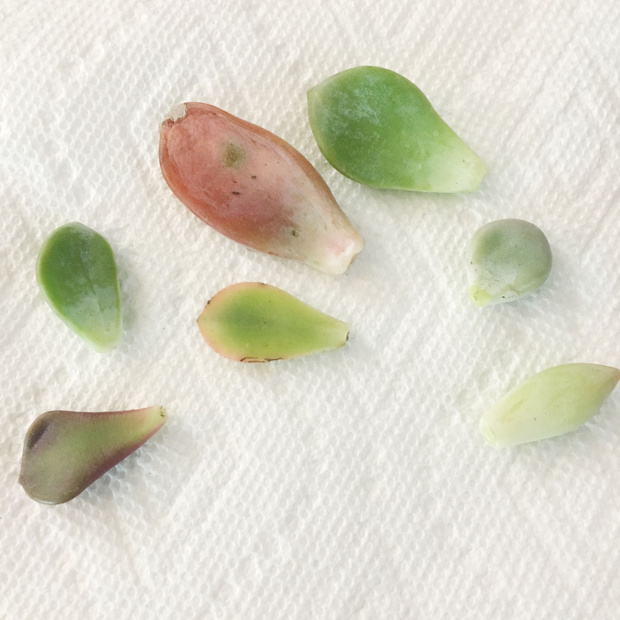 small potted succulents 6pcs/Set Artificial Mini Succulents, Green Succulents, White Planter,   BestarGift