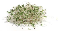 Easy Sprouting For Healthy Eating and Fun!