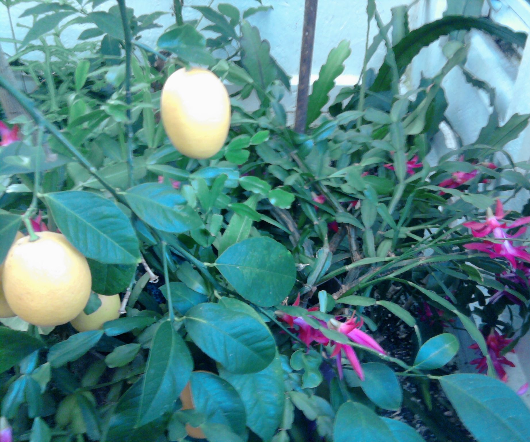 using a koi pond to produce great lemons and using a vegetable filter to clean a koi pond