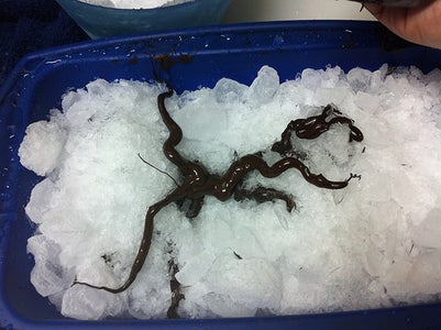 Chocolate Raspberry Tree