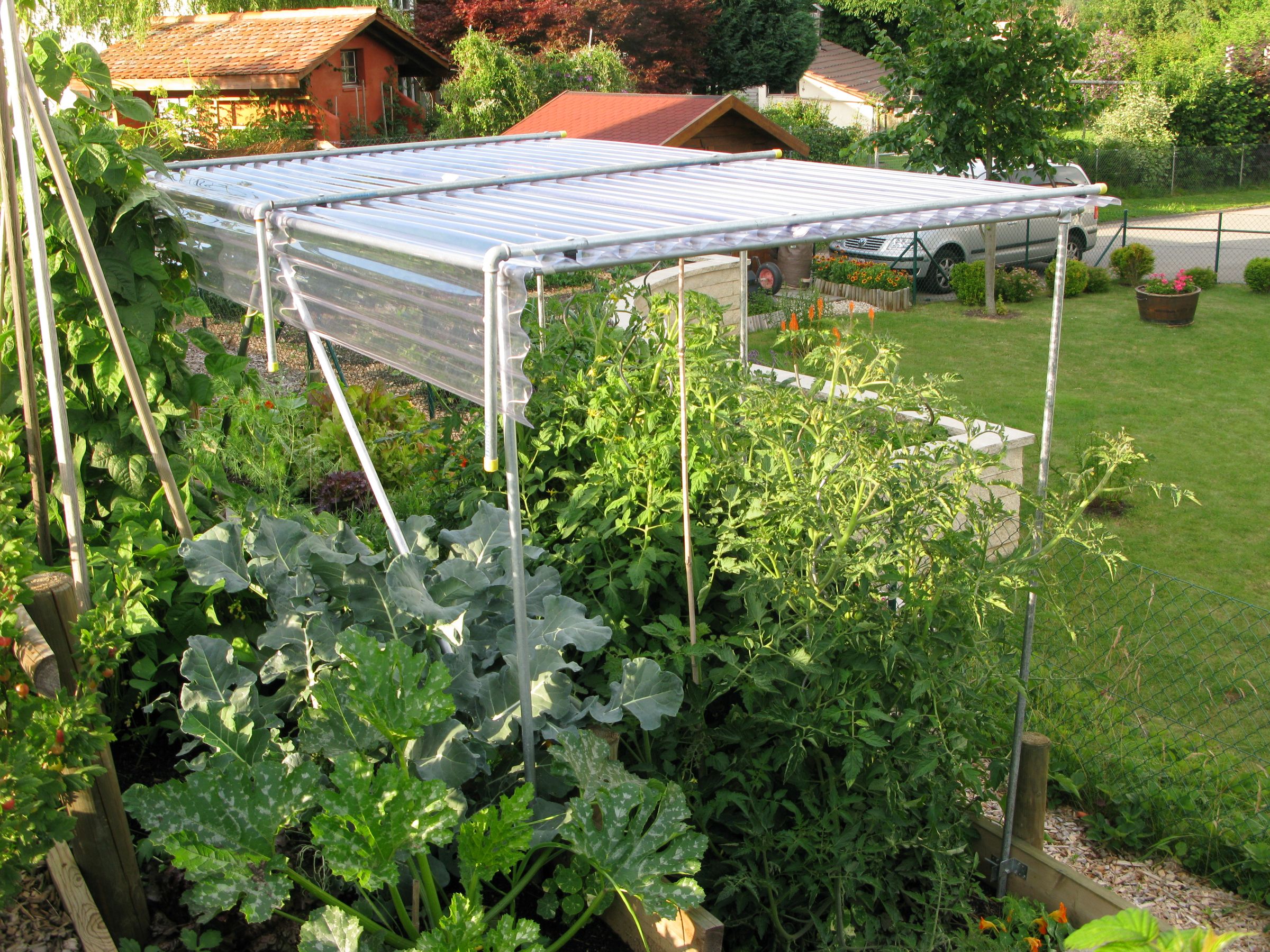 Build a Shelter for Growing Tomatoes