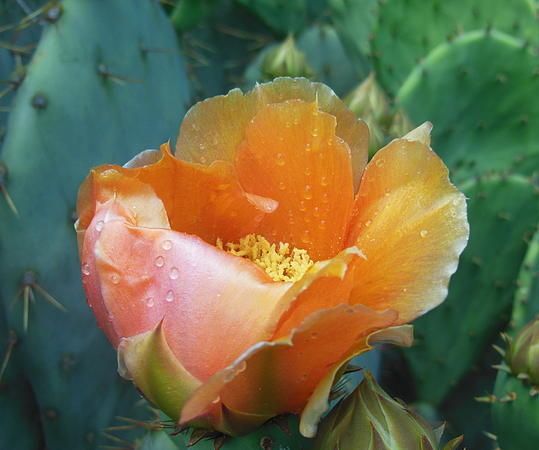 Prickly Pear Preservation