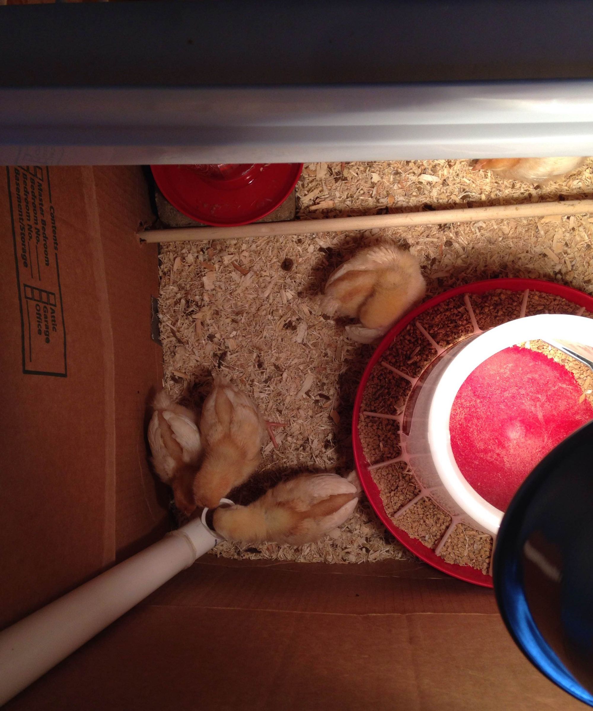 Easy PVC Chicken Feeder