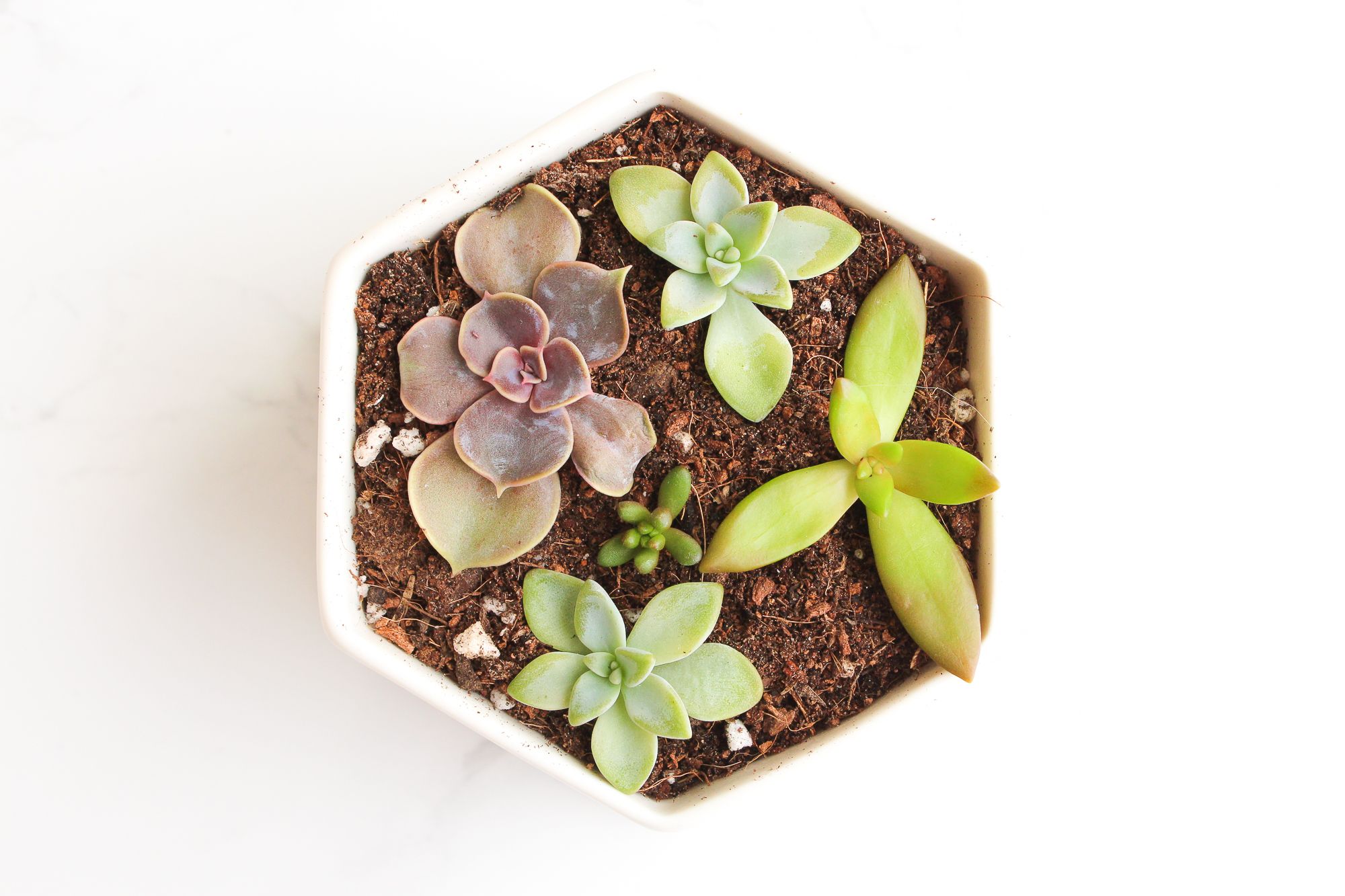 How to Take & Grow Succulents From Cuttings : 5 Steps (with Pictures) -  Instructables