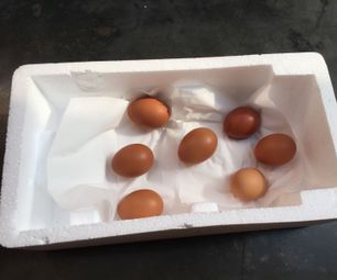 DIY Styrofoam Egg Incubator