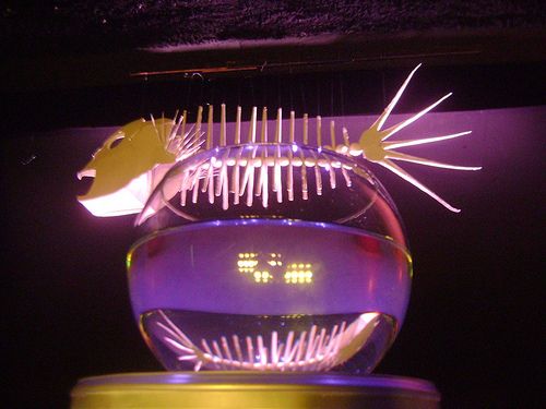 Kinetic Cardboard Fish