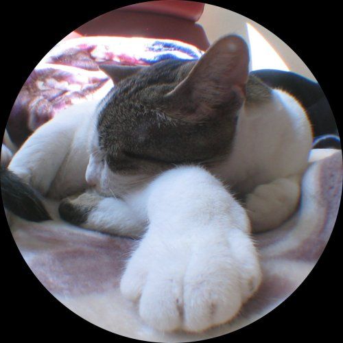 $11 Super Wide Angle Digital Camera