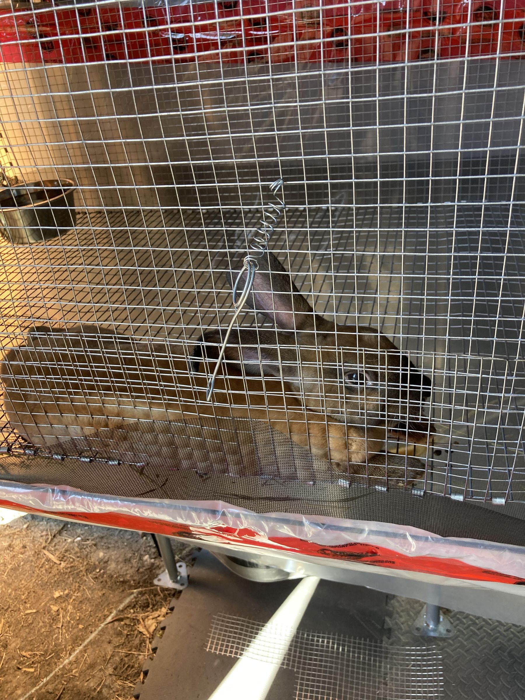 Cage Latch for Wire Cage or Kennel 6 Steps Instructables