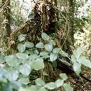 Make a simple ghillie suit