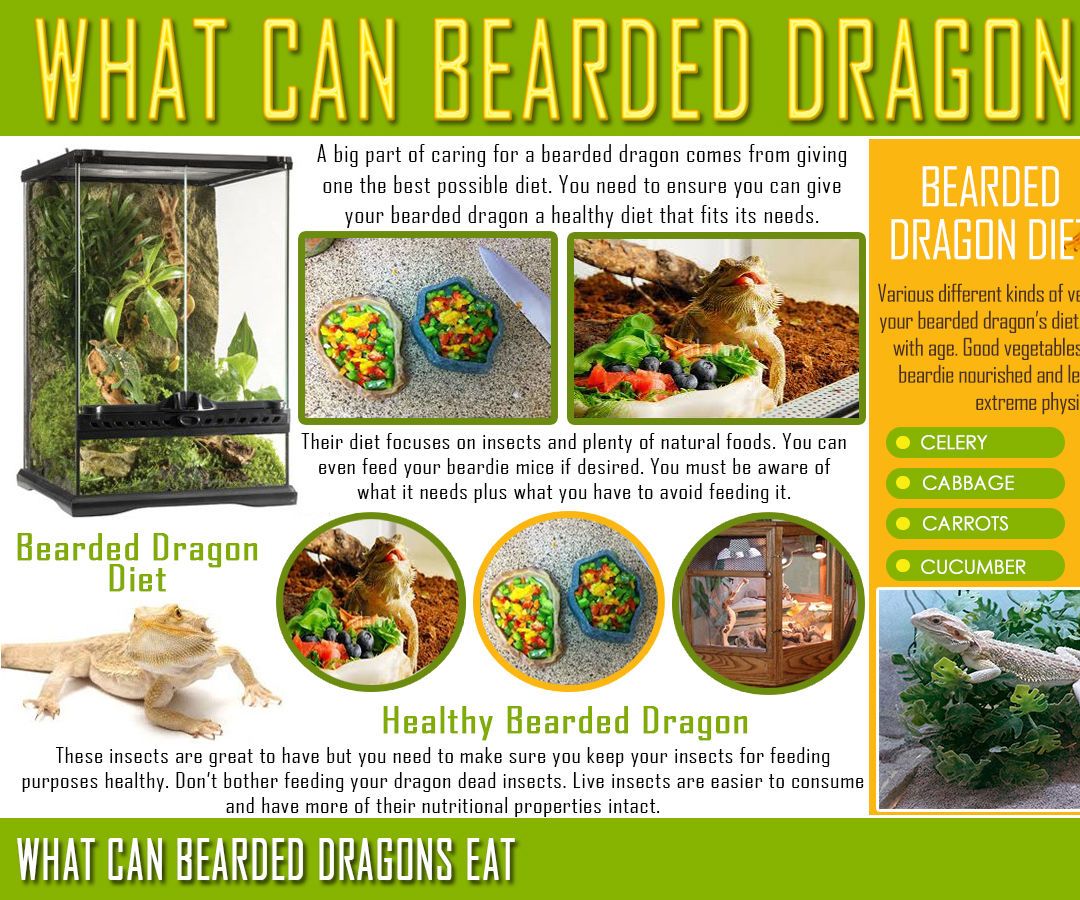 What Can Bearded Dragons Eat