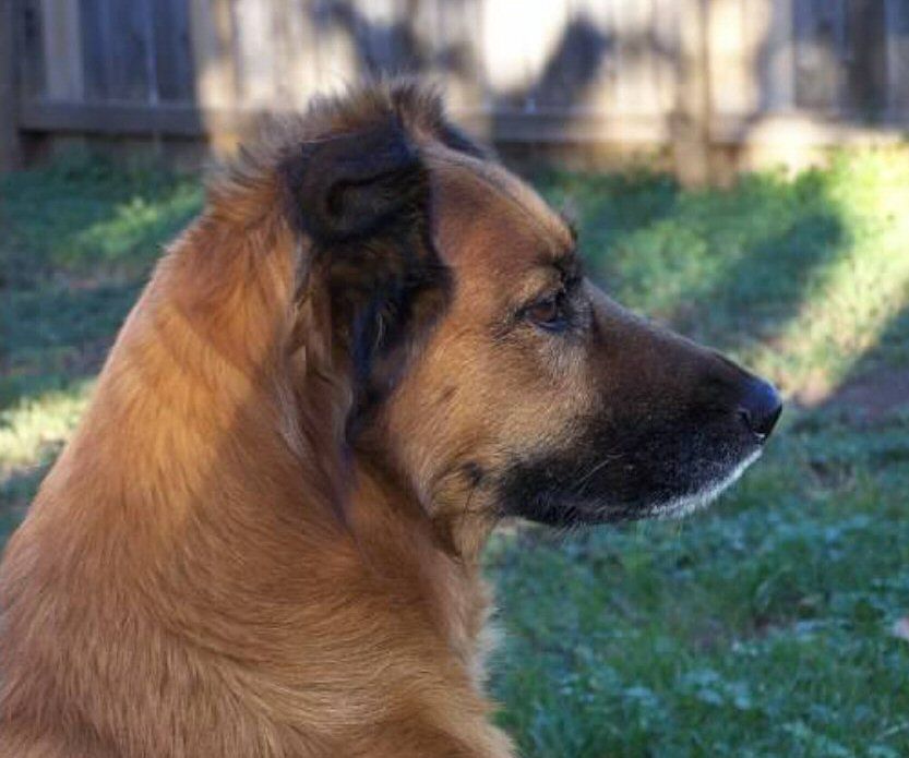 TIPS: Photographing Animals & Pets