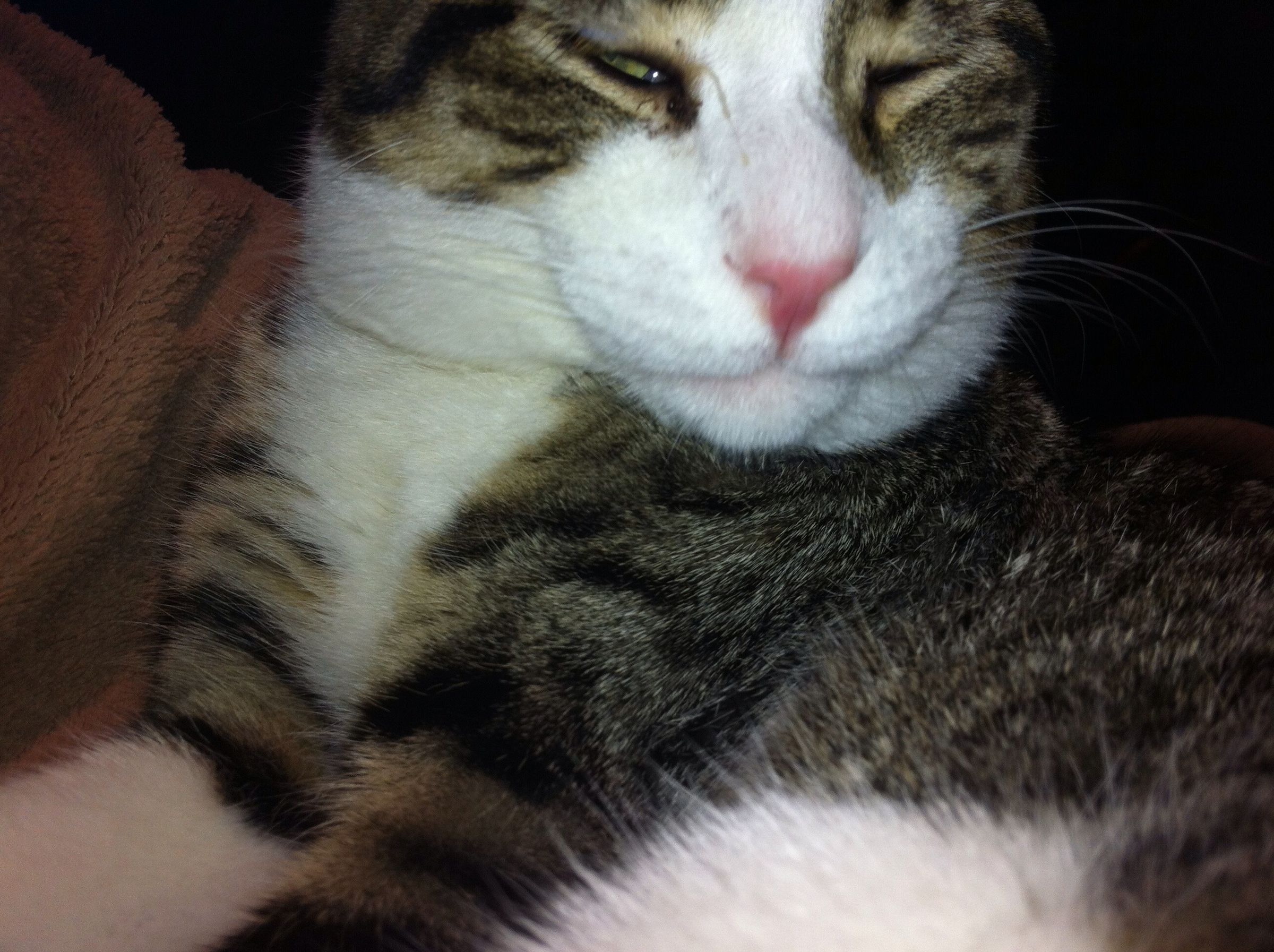 How to Shave a Cat Instructables