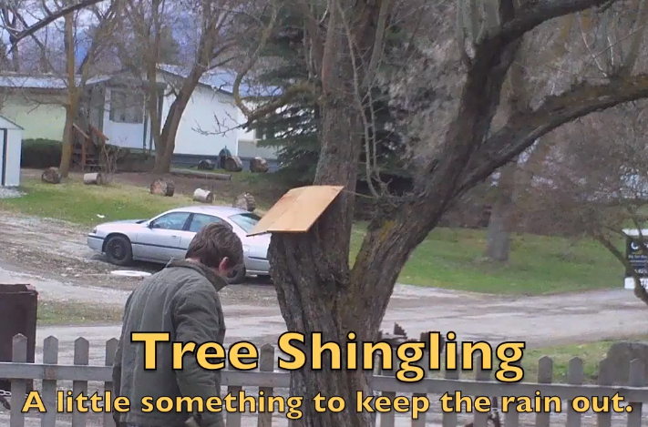 Tree Shingling