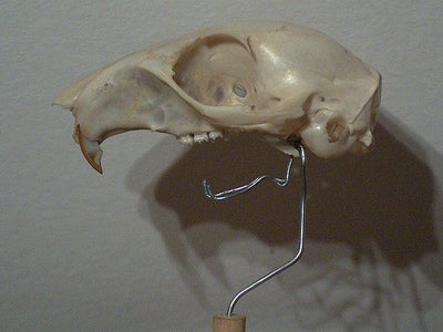 Simple Skull Display