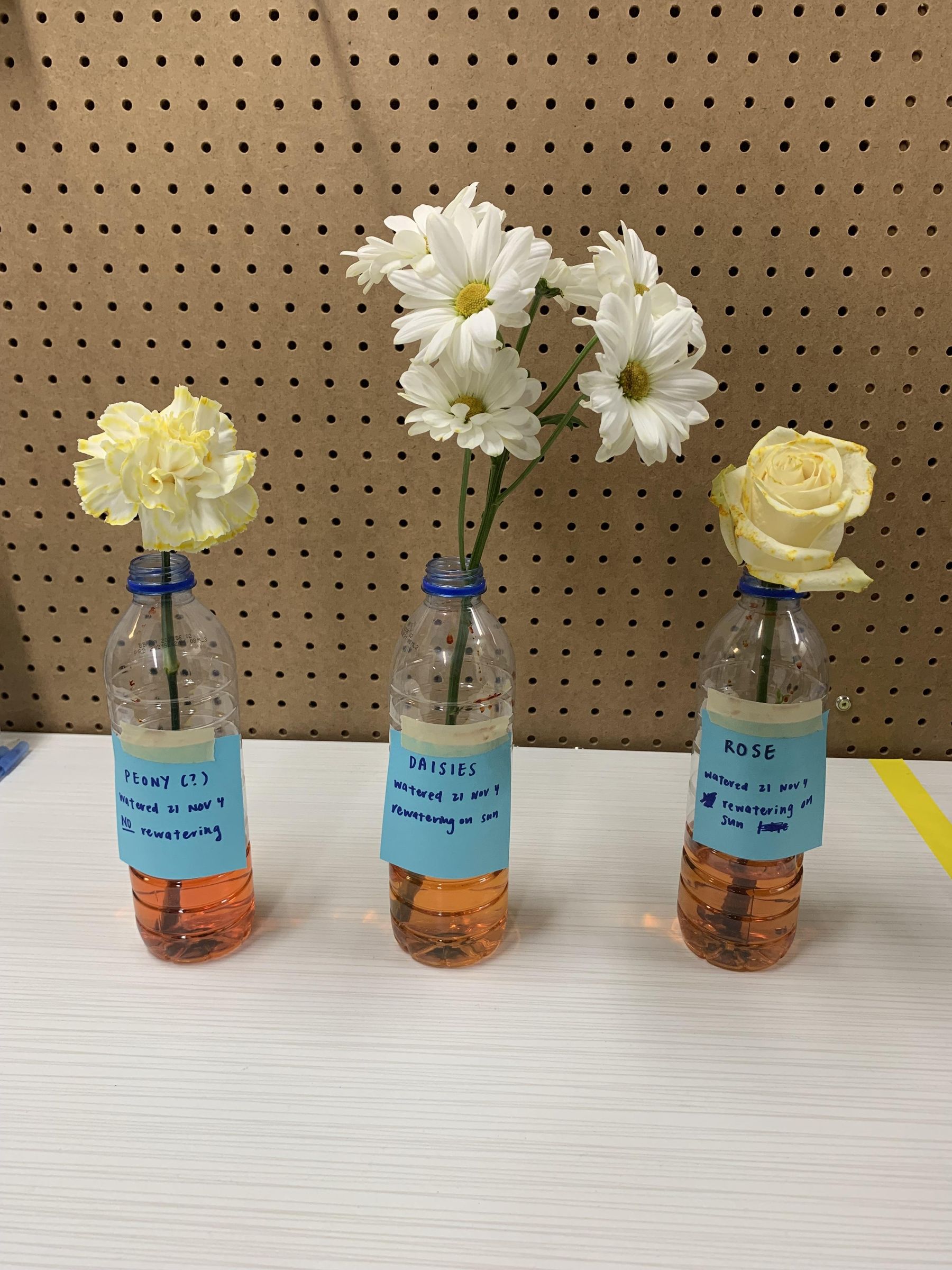 How to Dye Flowers Different Colours 3 Steps Instructables