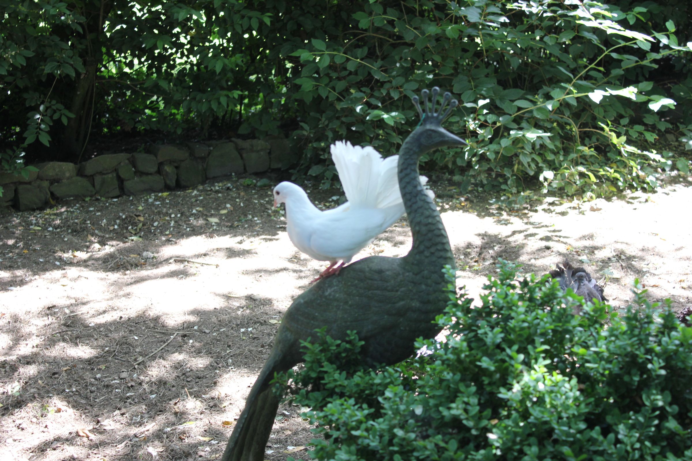 Free-range and Organic Fantail Pigeons. Pigeon Paons En Liberte Au Jardin. Paloma Colipava En Nuestro Jardin.