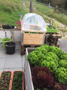 Small Greenhouse for Plantations on Euro Pallets