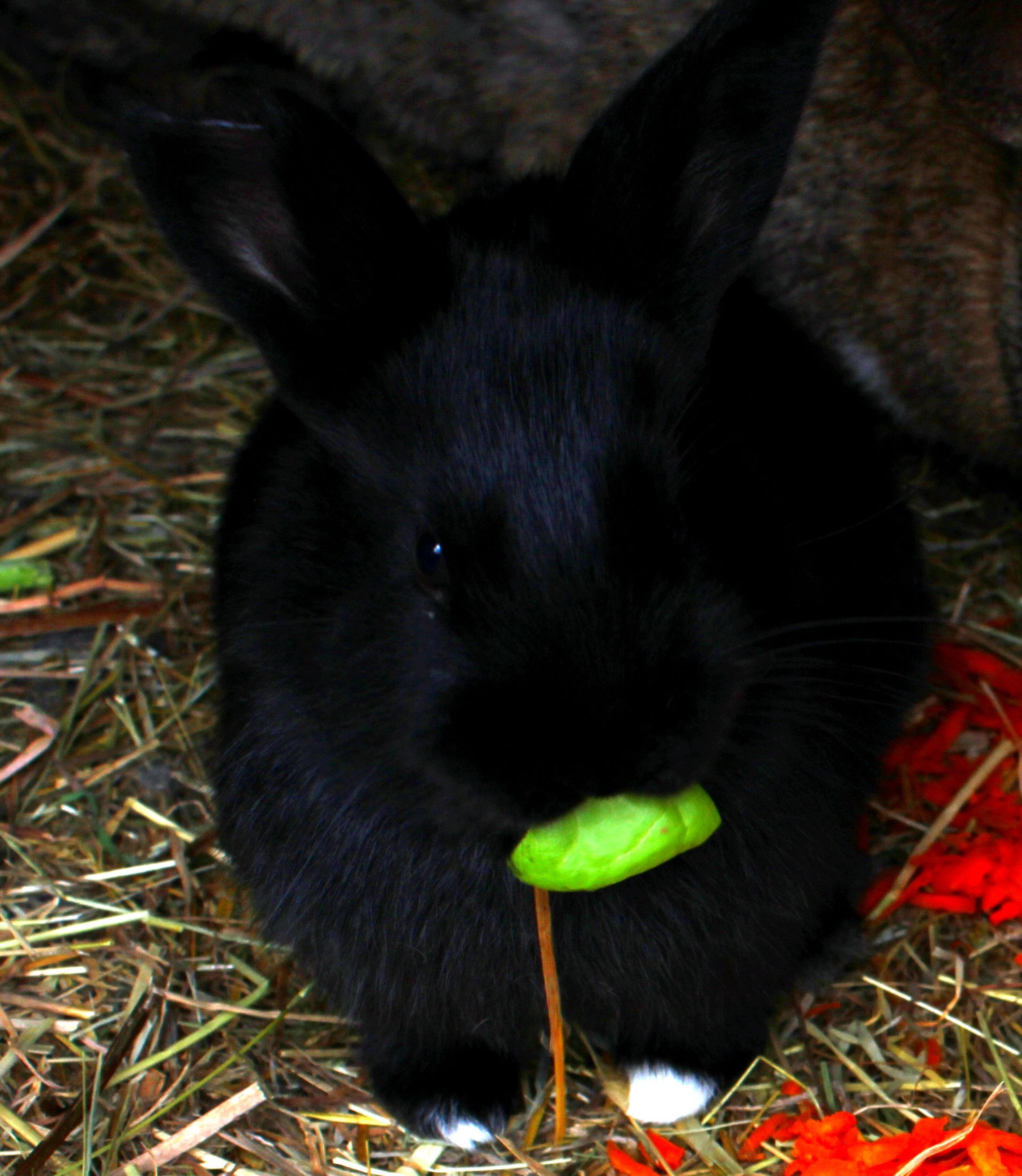 Bunn-e-card - How to Make an Animated Greetings Card Starring Your Pet(s). Creer Une E-carte De Voeux Personnalisee