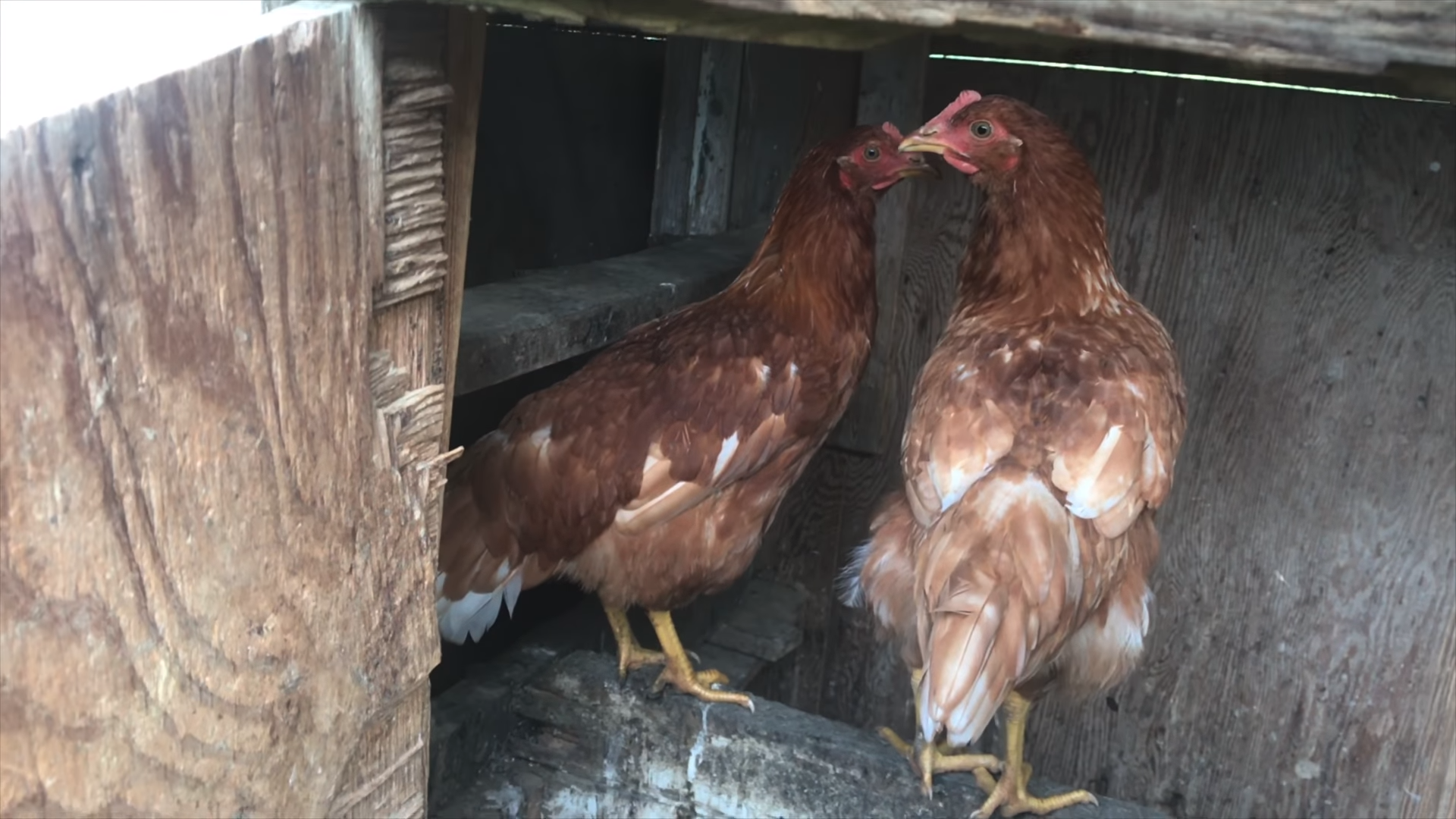 Raising Little Chicks Into FREE Range Chickens 8 Steps (with Pictures