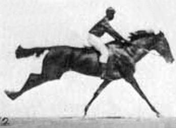 Interactive Model of the Horse in Motion : 8 Steps (with Pictures ...