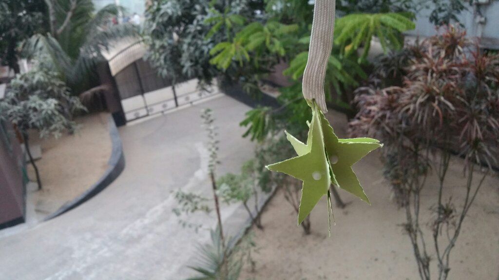 Easy Made Star Fruit 