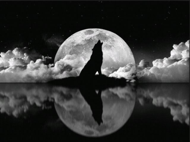 WolfCommander13