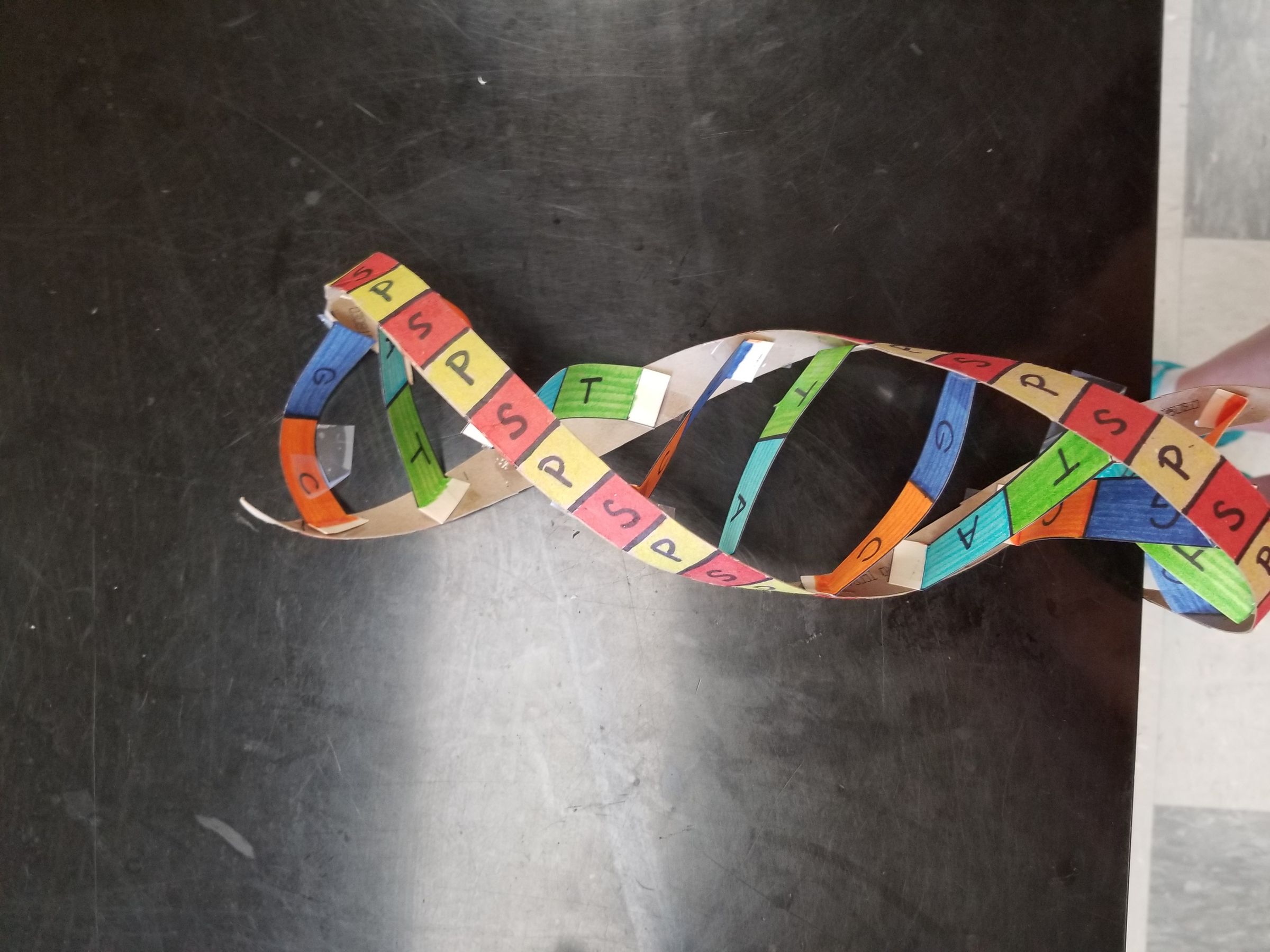 Dna Model Project With Pipe Cleaners