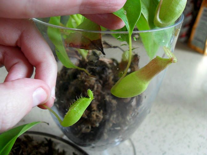 shangri la pothos Epipremnum aureum 'shangri la' 4