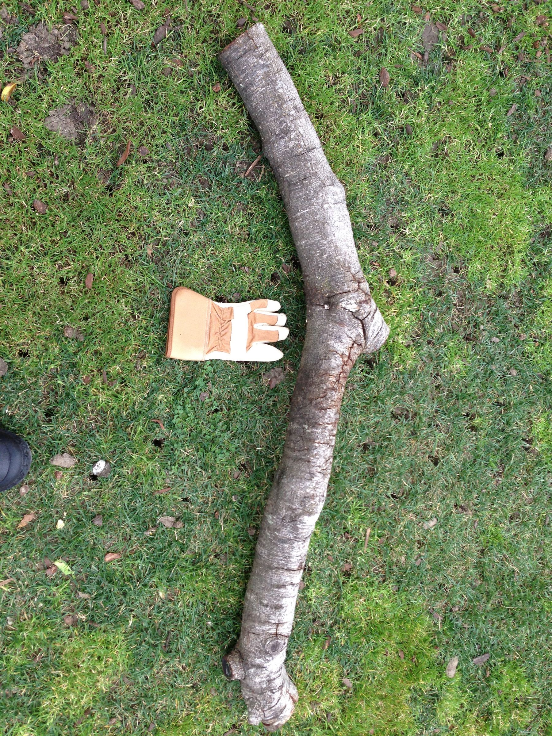 Making a Mushroom Log