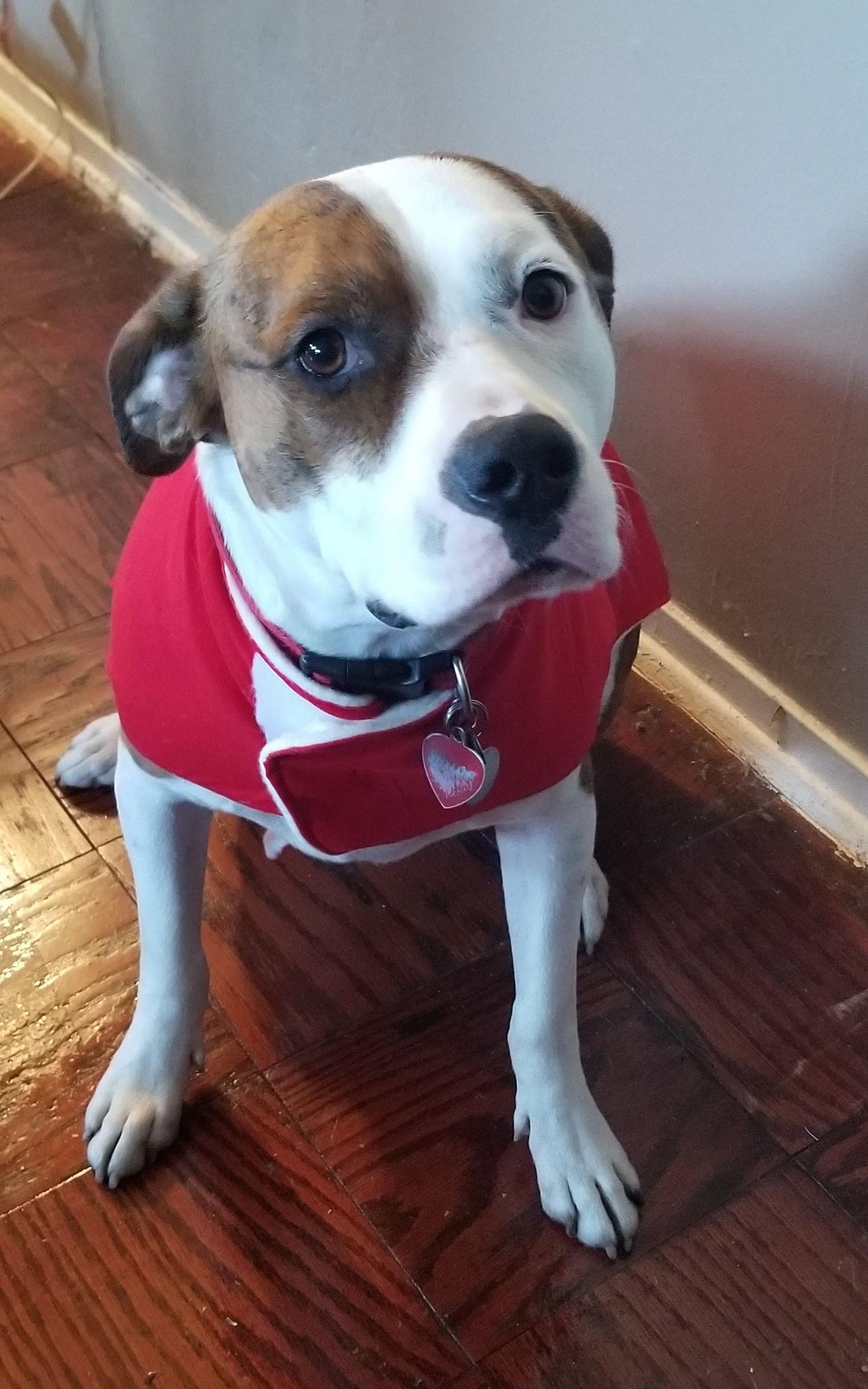 How to Make a Dog CoatA Coat for Shiloh 3 Steps (with Pictures