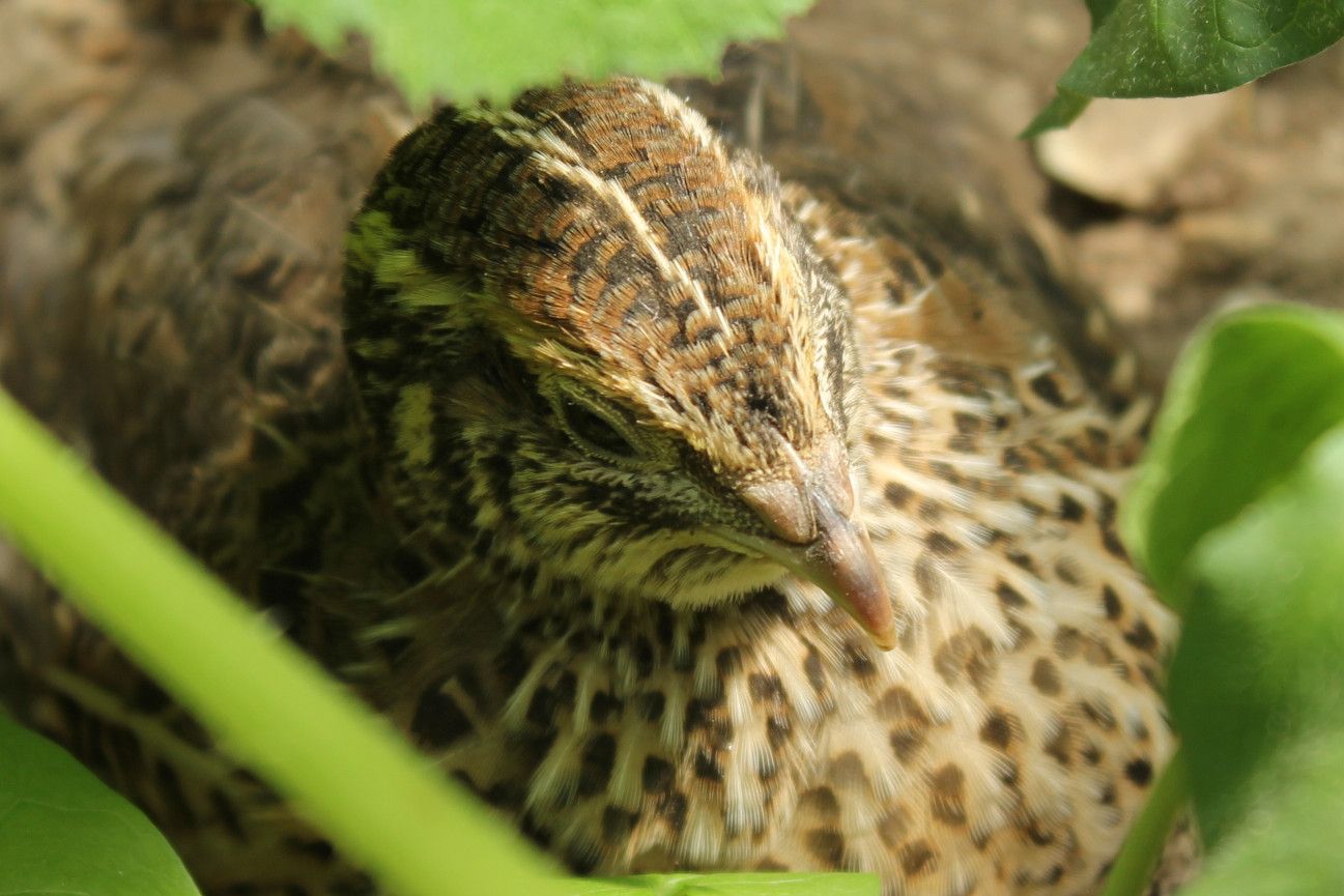 Quail Overwintering in the Greenhouse. Organic Forest Gardening. Mes Cailles Travaillant Dans La Serre. Mis Codornices De Trabajo En El Invernadero