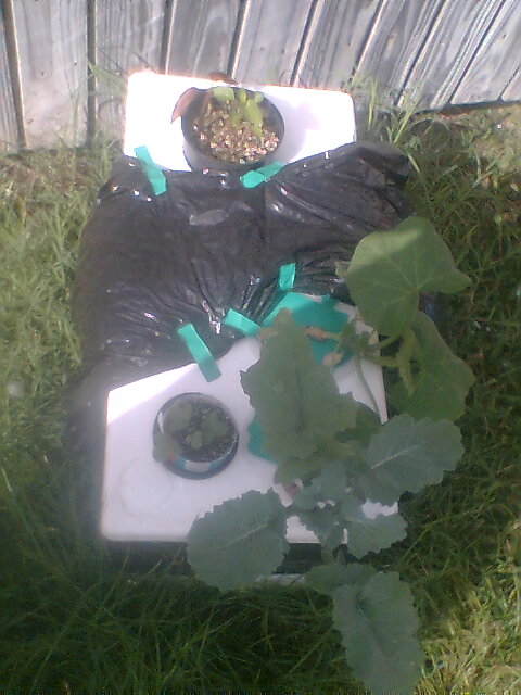 Almost Free - DIY Simple Hydroponics