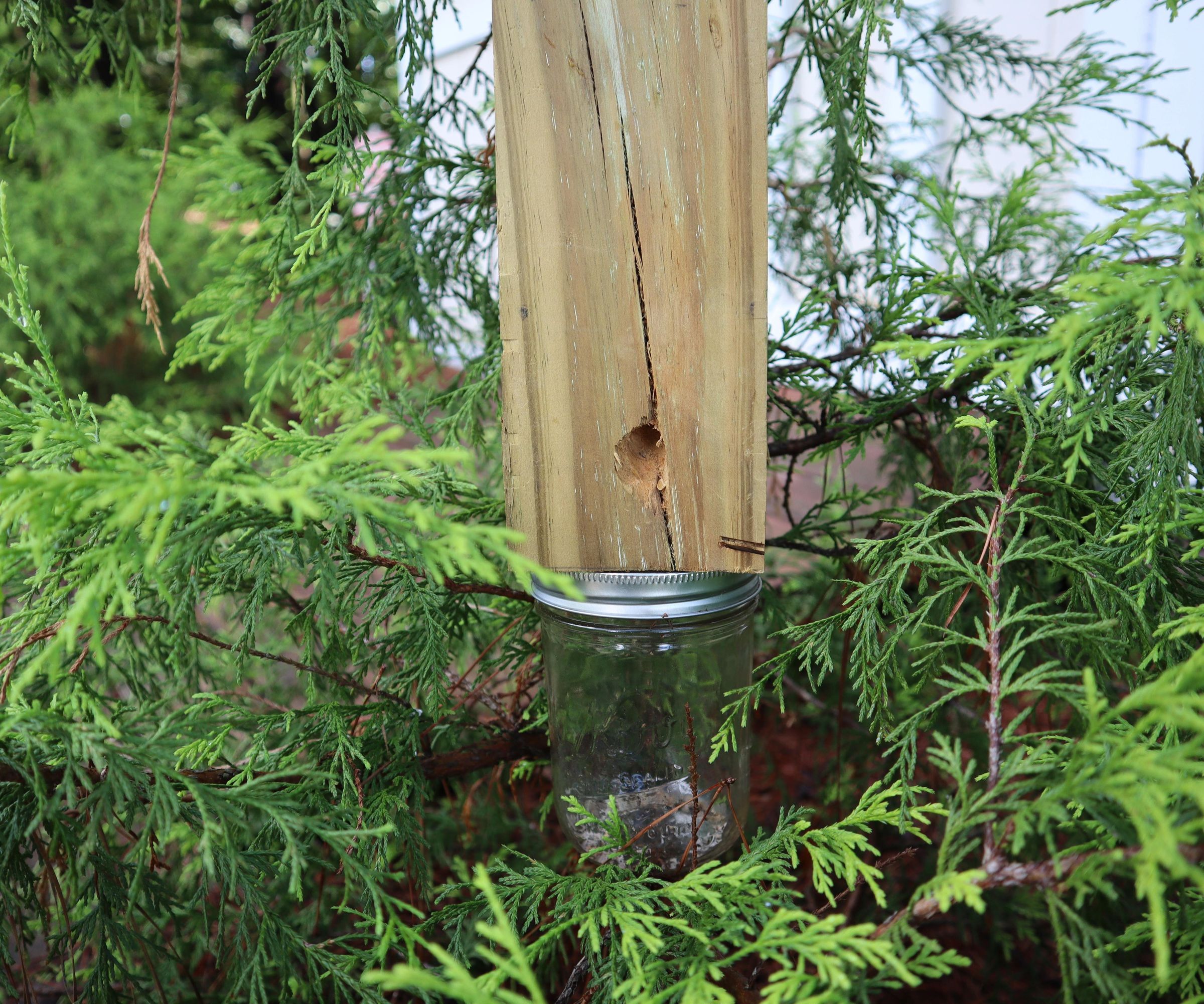Carpenter Bee Trap | Tutorial
