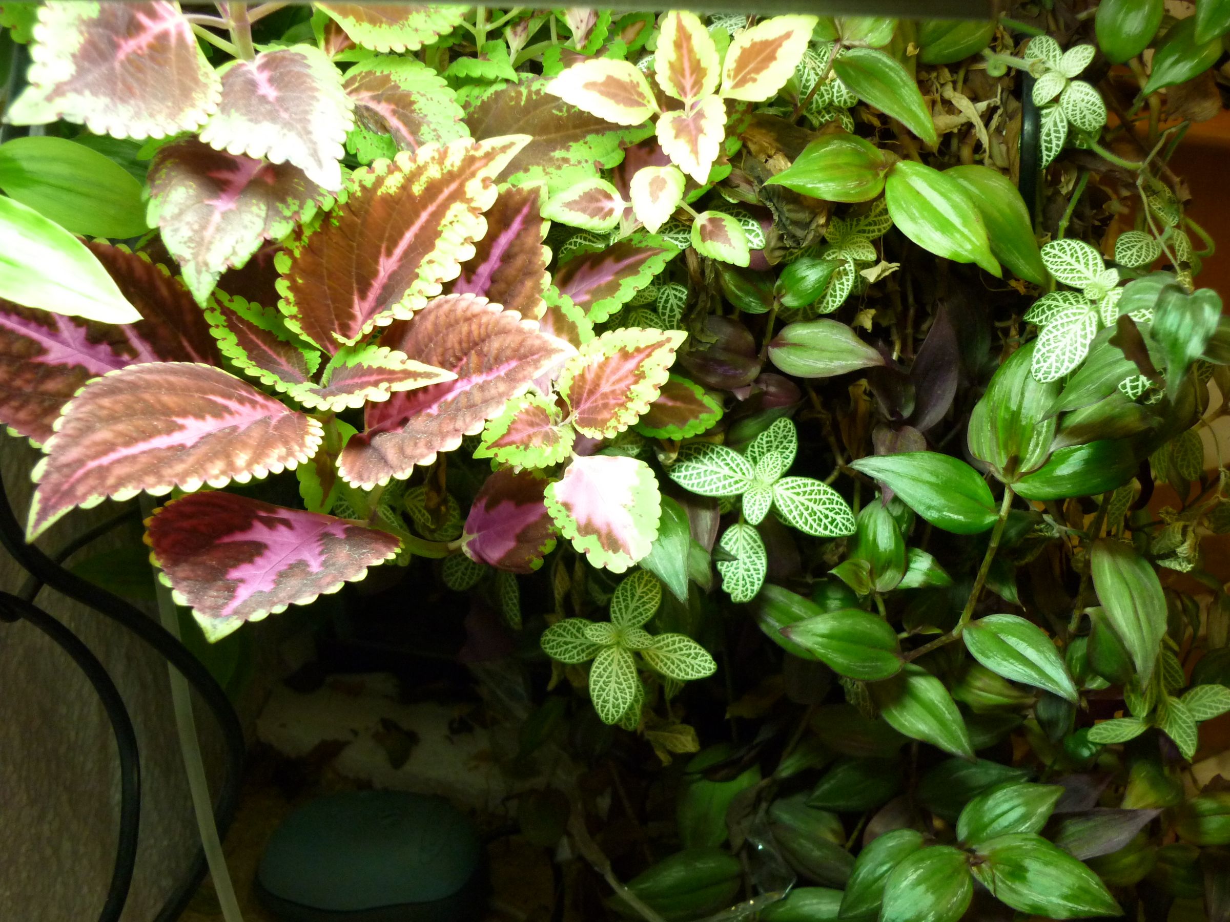 How Make Your Own Aquaponic Aquarium