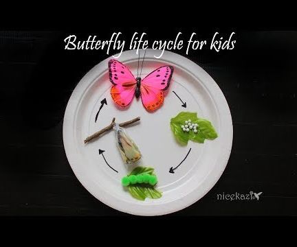 Butterfly Life Cycle for Kids :Metamorphosis