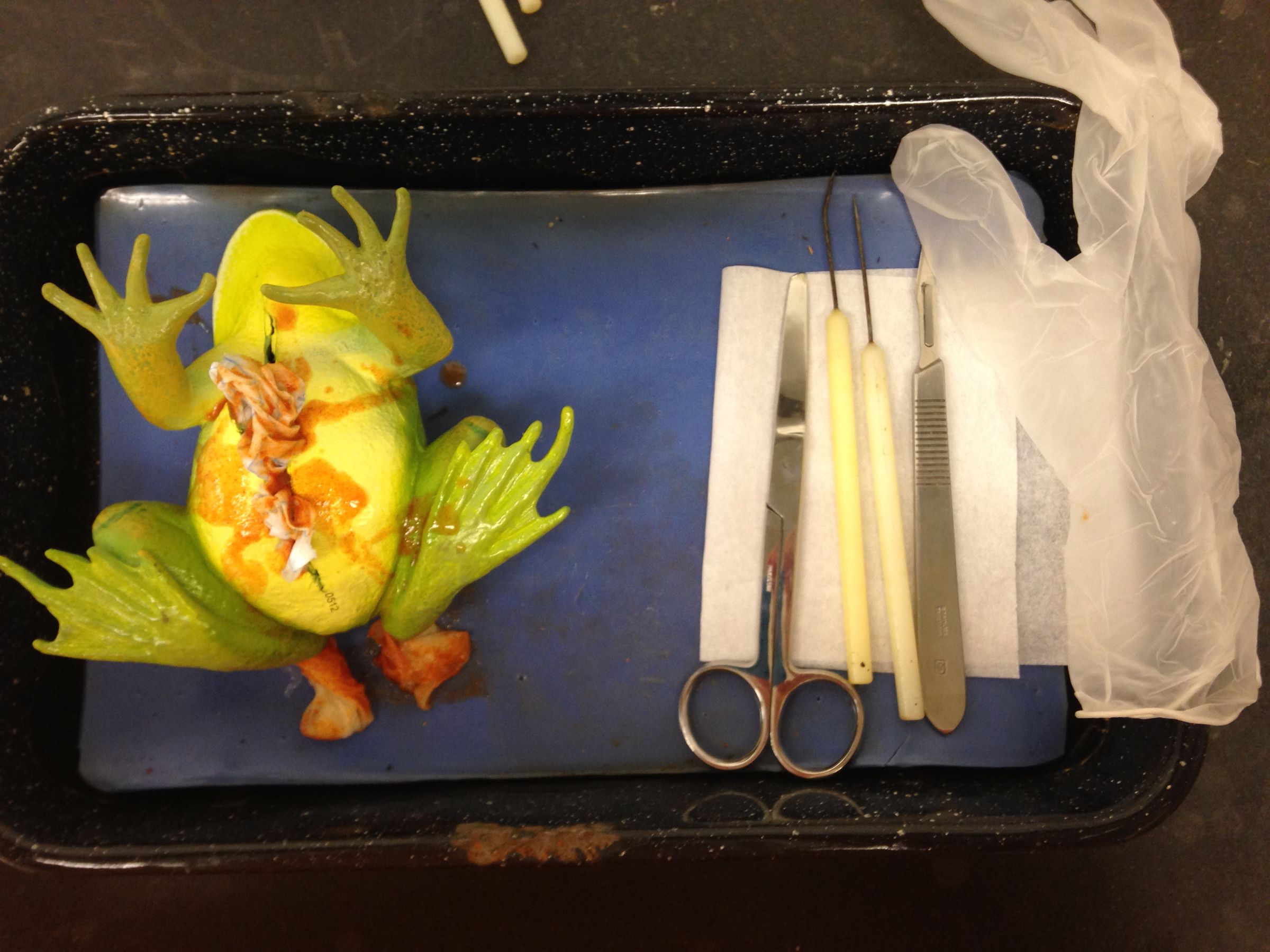 How to Properly Dispose of an American Bullfrog After Dissection 11