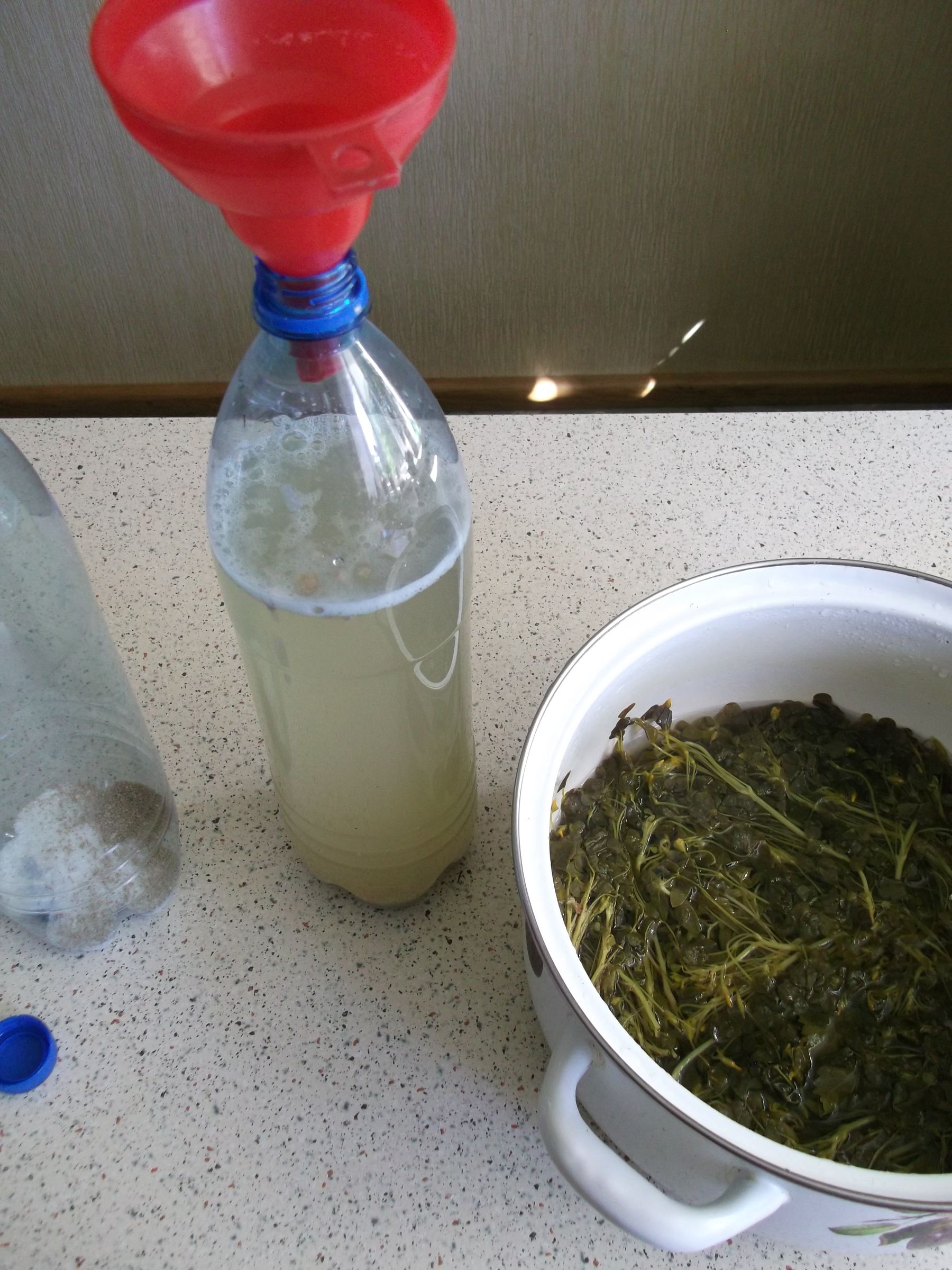 Refreshing Oxalis Kvas (NonAlcohol Fermented Carbonated Drink That Can