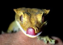 How to mix CGD (Crested Gecko Diet)