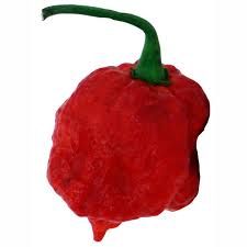 How to Grow Trinidad Moruga Scorpion Peppers