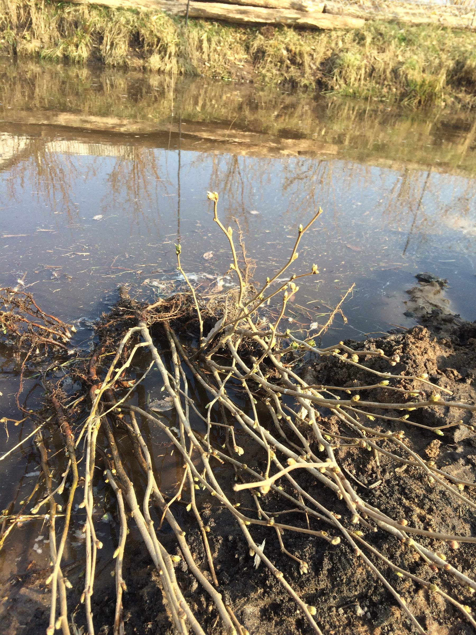 Shrubs to Hazelnuts : 24 Steps - Instructables