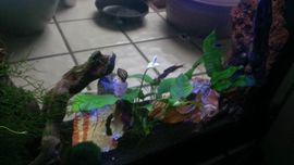 grow tabs for plants 2Hr Aquarist APT Jazz main image 0