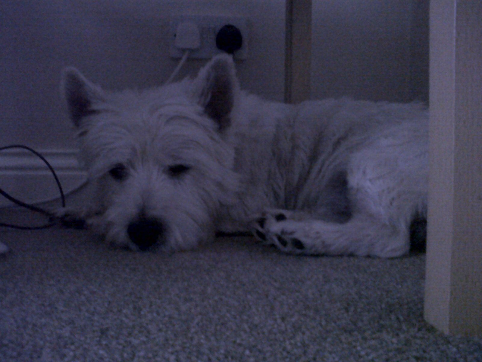 How to Teach Your Dog Lie Down.