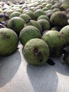 Black Walnut Harvesting & Processing : 11 Steps (with Pictures ...